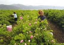 Rosenpflückerinnen im Tal der Rosen. Ein Ausflug mit dem Hotel in Marrakesch La Maison Nomade