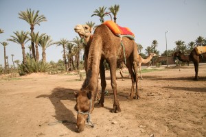 Im Palmenhain der Palmeraie von Marrakesch mit Dromedaren auf Tour