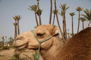 Auf dem Rücken von Dromedaren in das Wüstenbiwak mit dem Hotel in Marrakesch