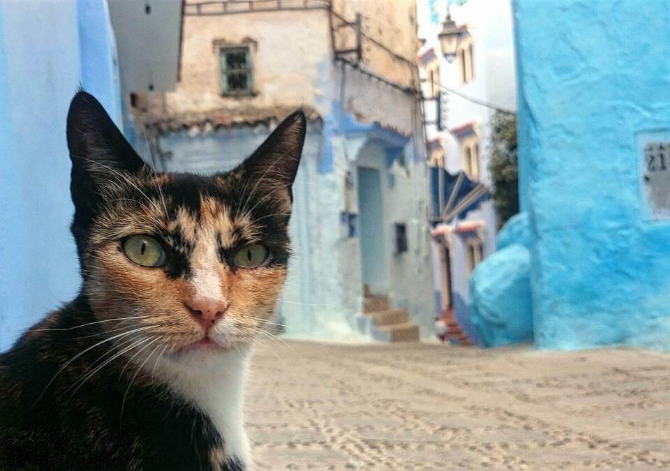 Marokkanische Katze in Chefchaouen